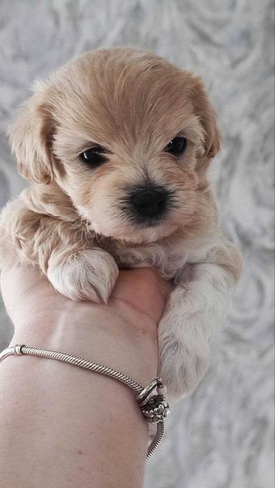 Продам мальтіпу F1 babyface