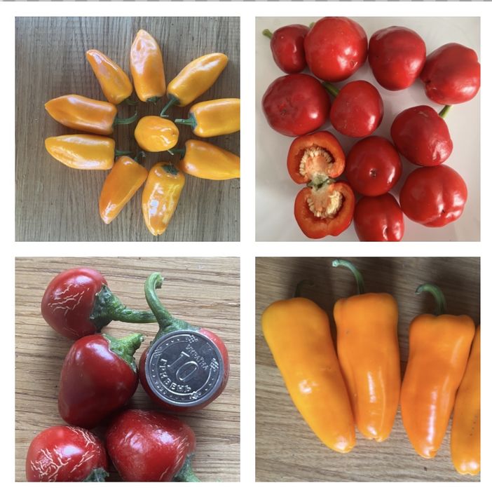 Насіння солодких перців