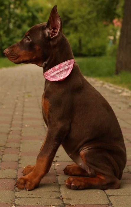 Ввічливі Дівчатка Добермана від розплідника Кку