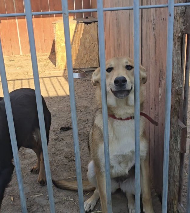 Młodziutka, proludzka sunia