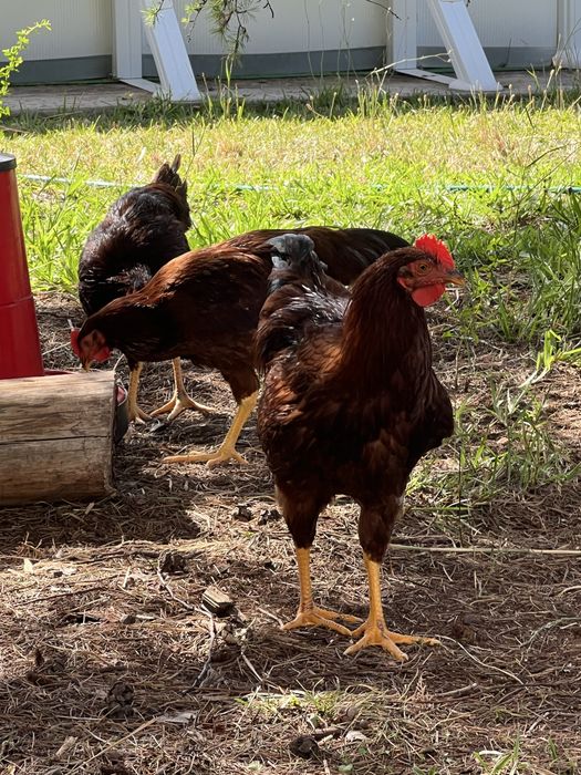 Galos Olive Egger e Rhode Island Red
