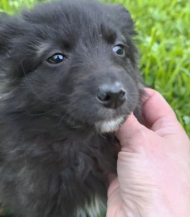 Цуценята  -  дівчинка, метис, оброблена від паразитів, вакцинована