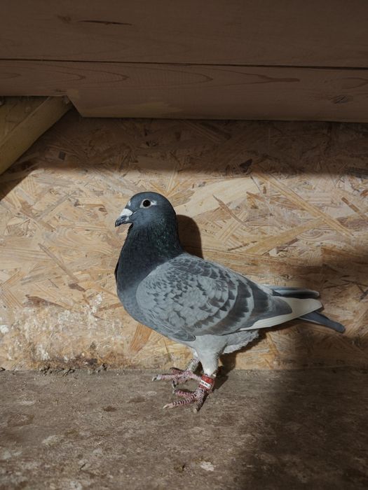 Likwidacja hodowli gołębi pocztowych.