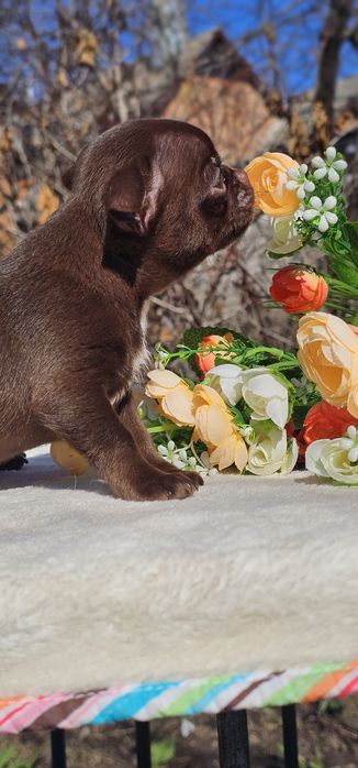 Мальчик чихуахуа КСУ