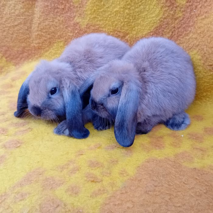 Króliki miniaturki Baranki Teddy samczyki GRUDZIĄDZ