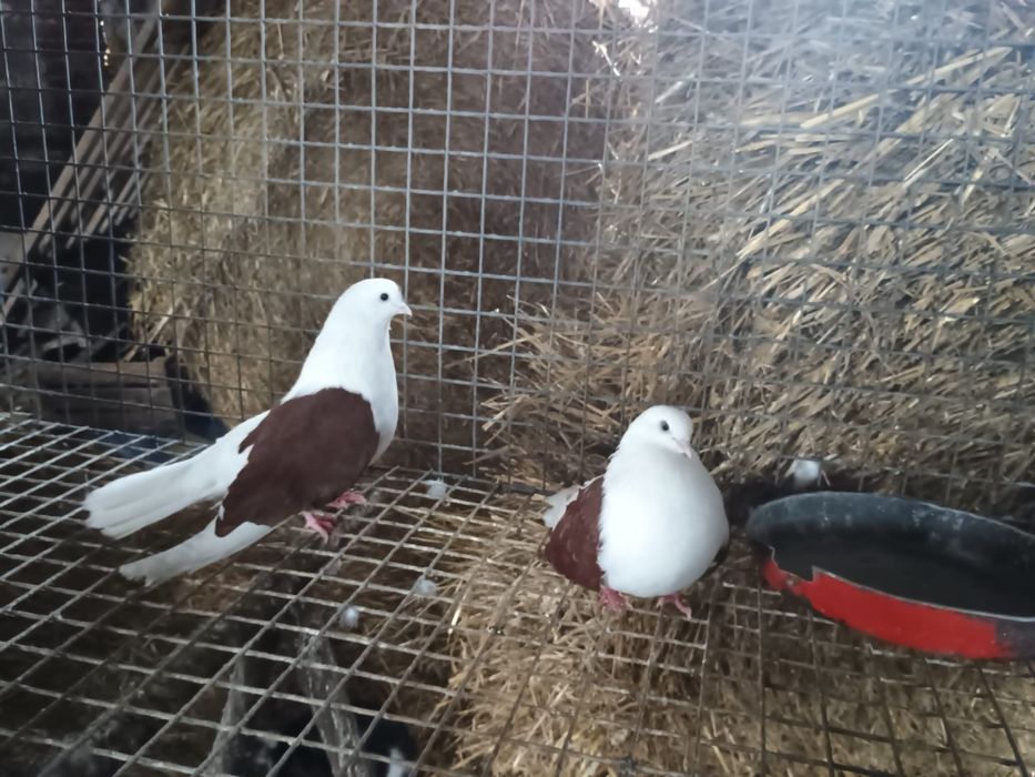 Gołębie sprzedam