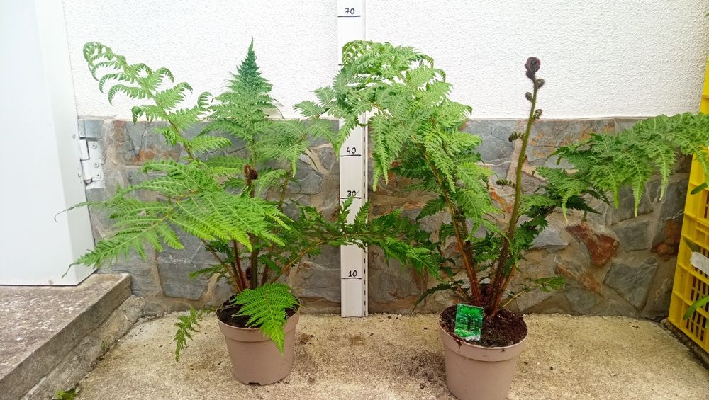 Planta Feto arbóreo