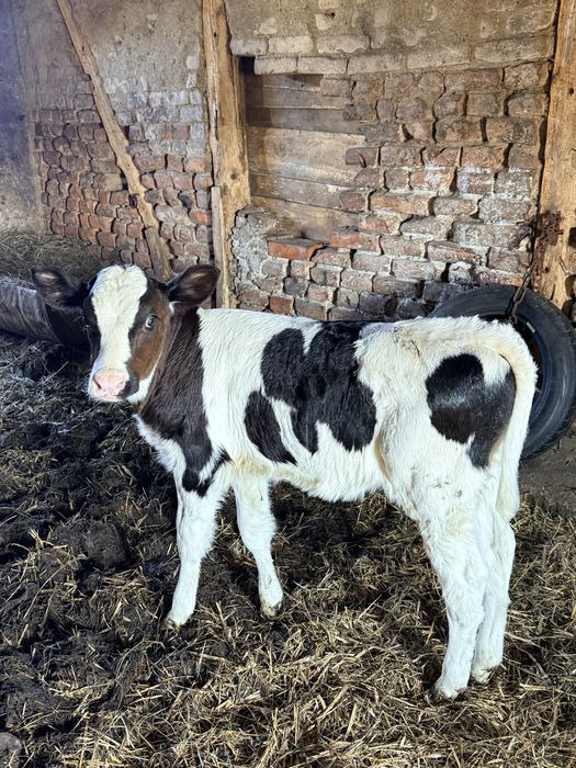 Jałowka do dalszej hodowli