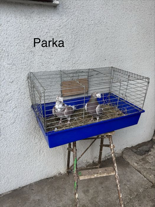 Gołebie staropolskie