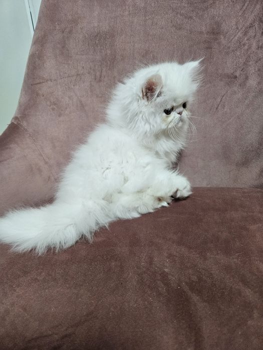 Kocurek perski, kot perski