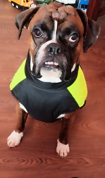 Німецький Боксер для в'язки, красивий, молодий кобель!