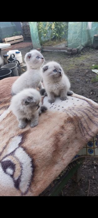 Чудові малюки,шукають люблячих господарів...