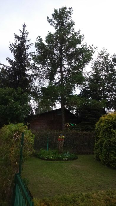 Modrzew 18 m oddam za wycinke