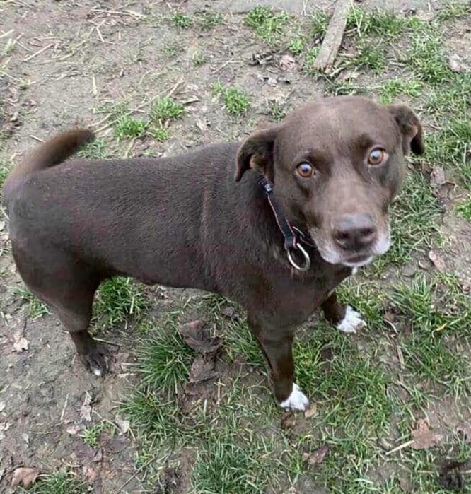 Oddam za darmo, do adopcji- Czekoladowy  Lambi szuka domu