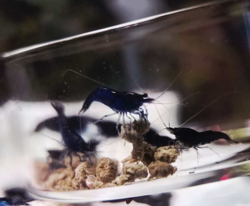 Krewetki Blue Diamond   Promocja!