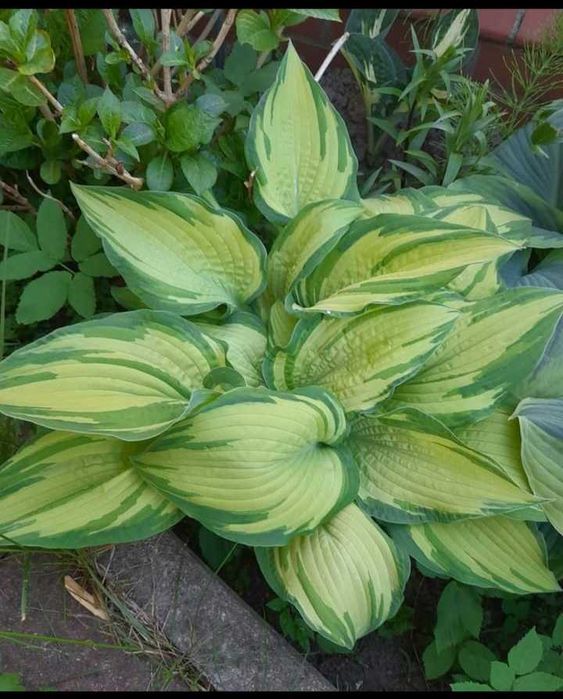 Sprzedam sadzonki hosty