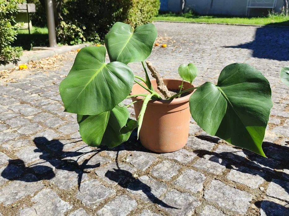 Planta Monstera Deliciosa / Costela de Adão