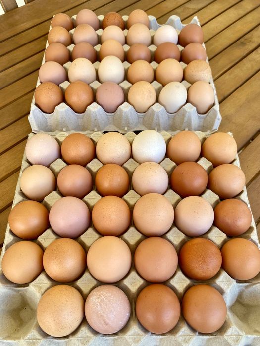 Ovos de galinha CASEIROS
