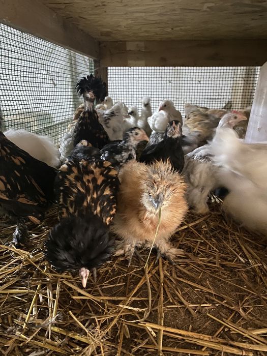 Kury kurczaki jajka legowe