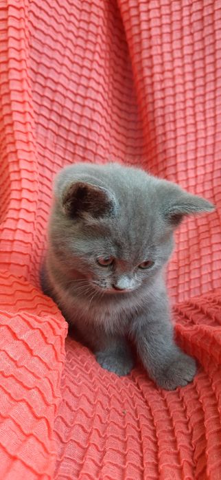 Продам британське кошеня