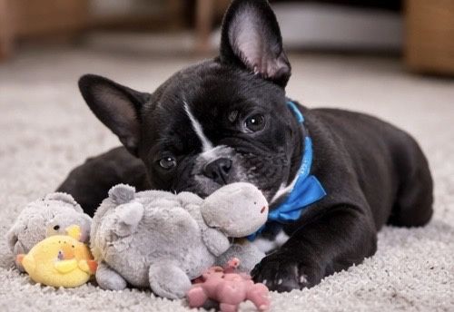 Черный французик  2 мес мальчик