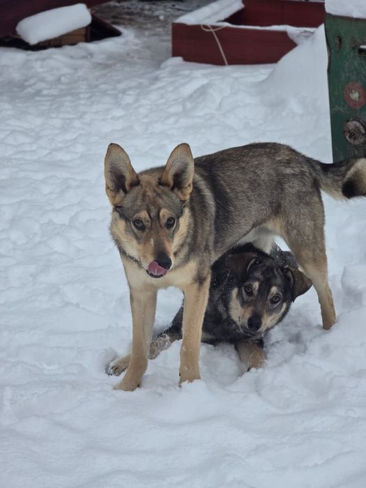 *** Lupus ***

Od niego wszystko się zaczęło!
To  Lupus przykuł naszą