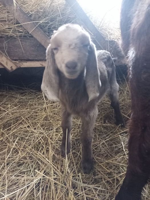 Продам нубо- камори 40 %