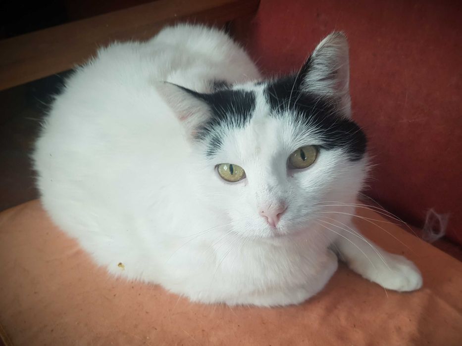 Bianka koteczka do adopcji
