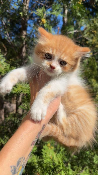 Котик від персидської кішечки