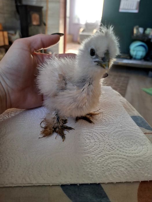 Silki kurczaki 5 tygodniowe