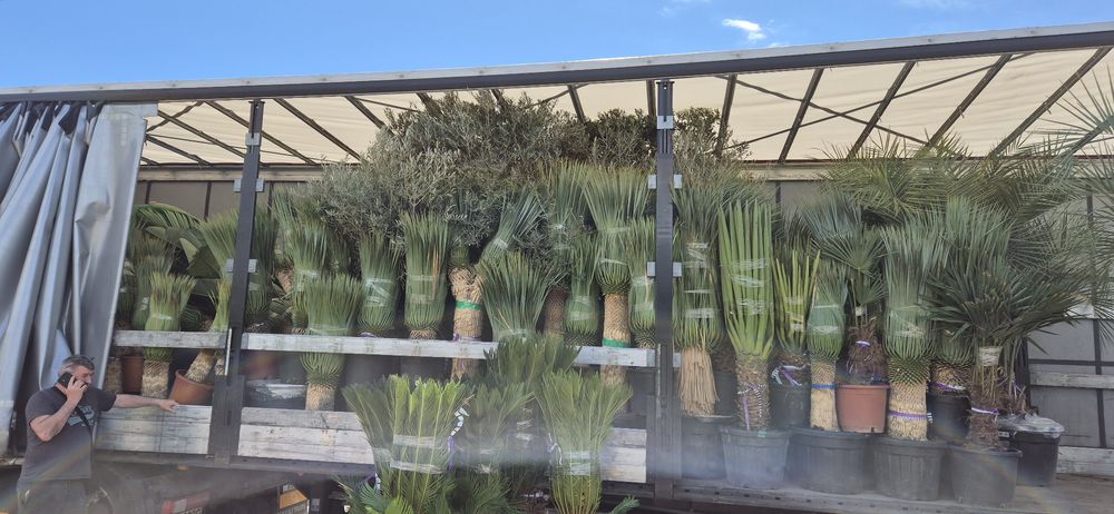 Rośliny egzotyczne.  Palma mrozoodporna.  Rostrata. Fortunei Filifera