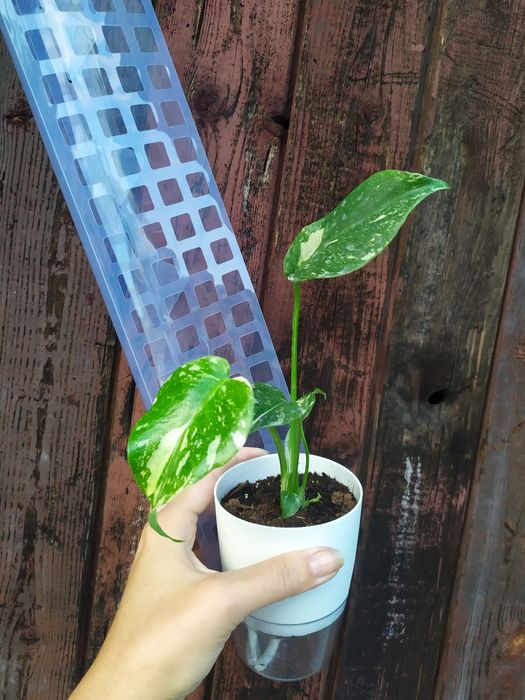 Монстера тайське сузір'я, Сильтепекана, адансона