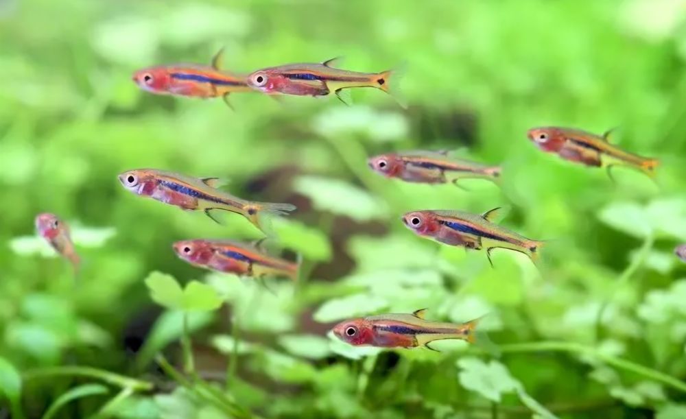 Razbora karłowata - Boraras urophthalmoides mikro