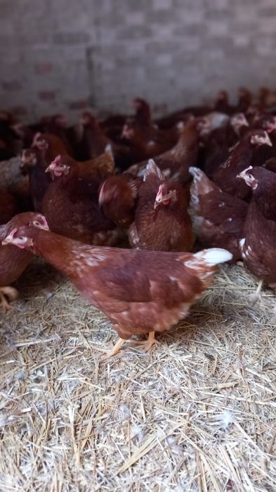 Kury Nioski 23 tygodniowe. Wysylka!!