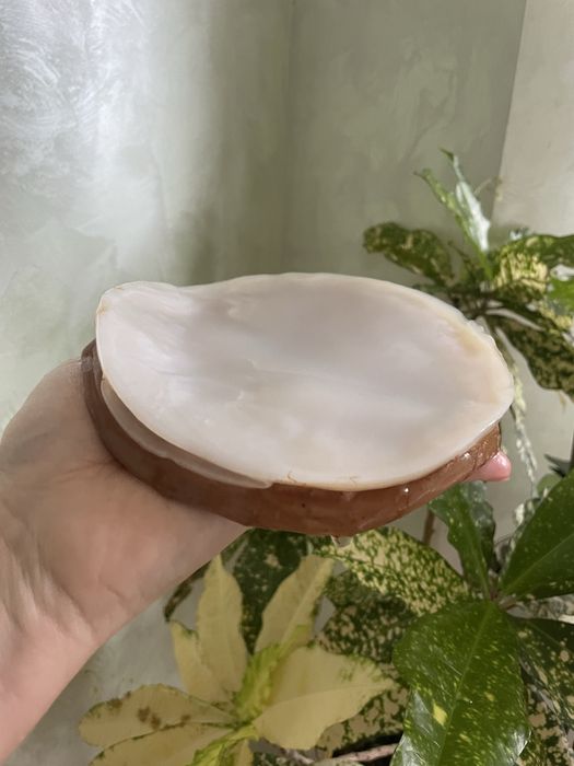 Чайний гриб або Комбуча - домашній еліксир здоровʼя та краси