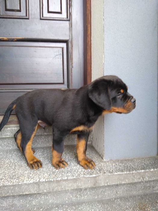 Rottweiler szczenię ZKWP/FCI