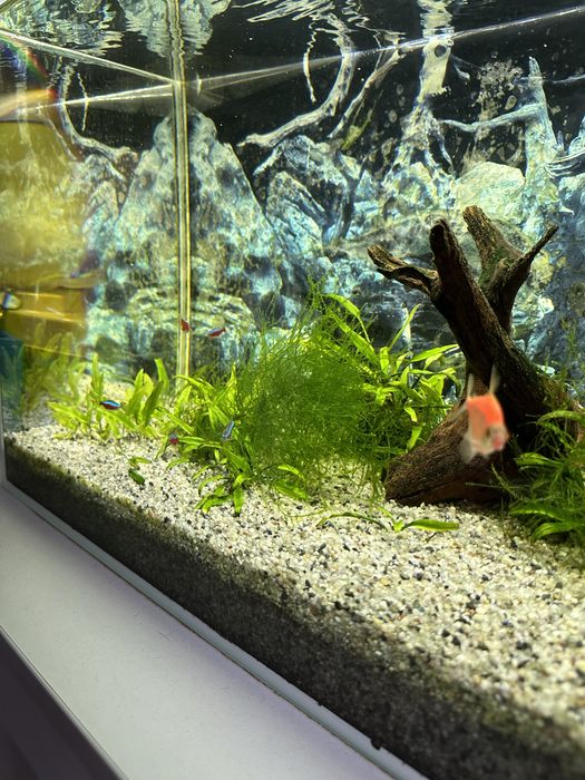 Akwarium 120 l z życiem i osprzętem