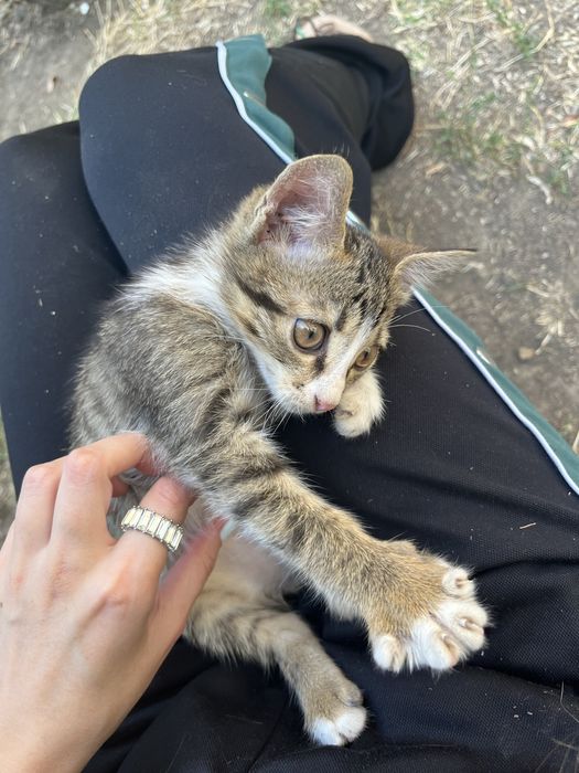 Кошеня у турботливі руки