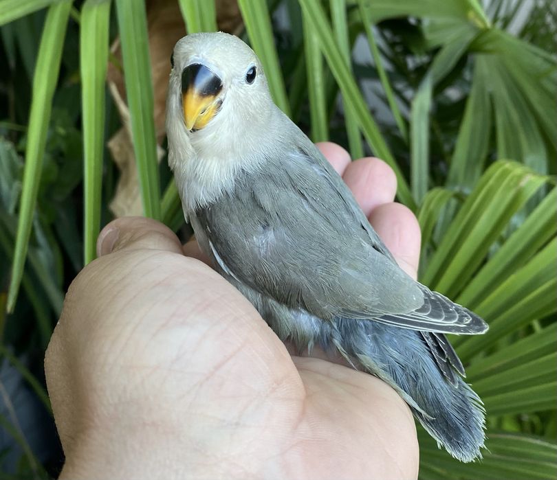 Agapornis domesticado