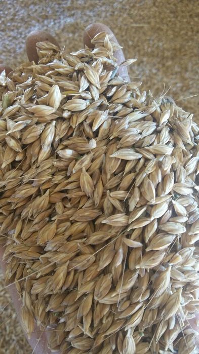 Naturalna mąka z płaskurki- zdrowe plony-