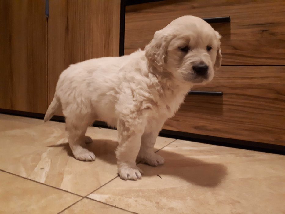 Golden Retriever suczka