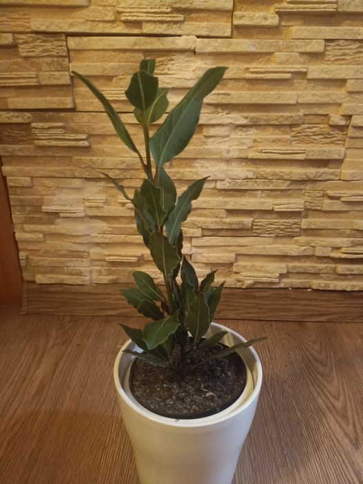 Лавр прекрасный, и серьги с натуральным Кианитом.