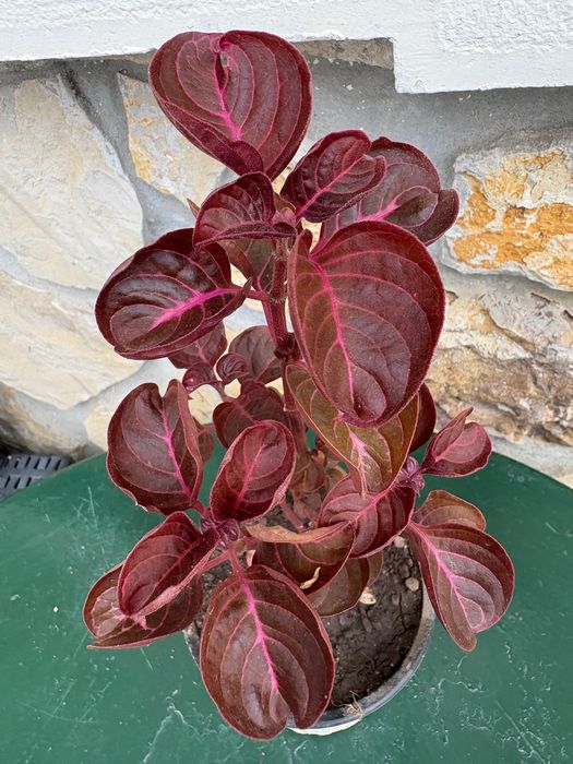 Iresine herbstii