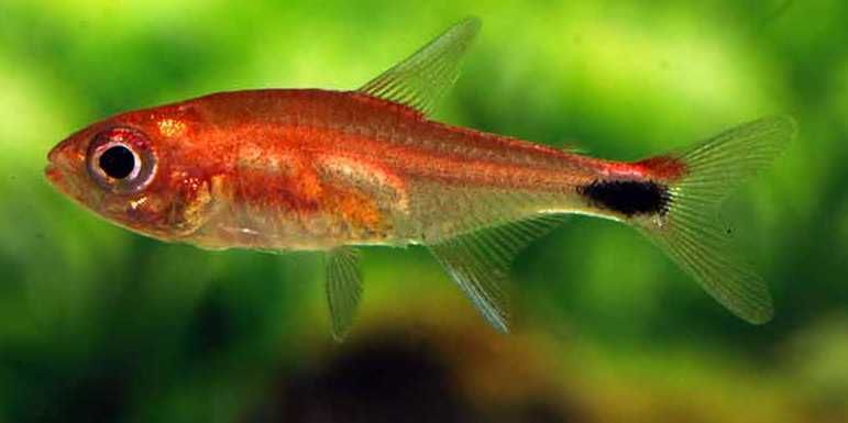 Axelrodia riesei Tetra rubinowa