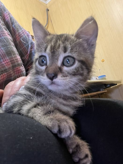 Котинята відам в добрі руки милих котиків луцьк кішечка кошення
