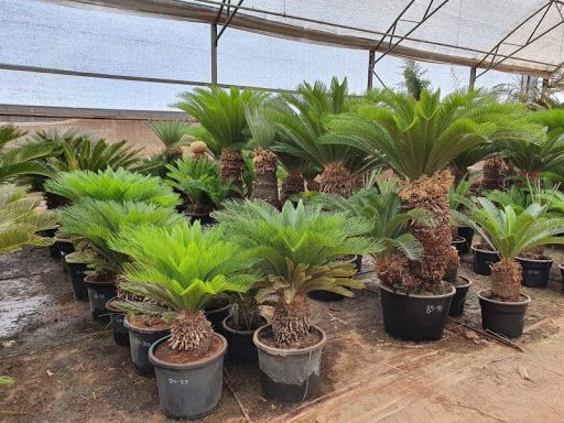Cycas de varias especies e tamanhos