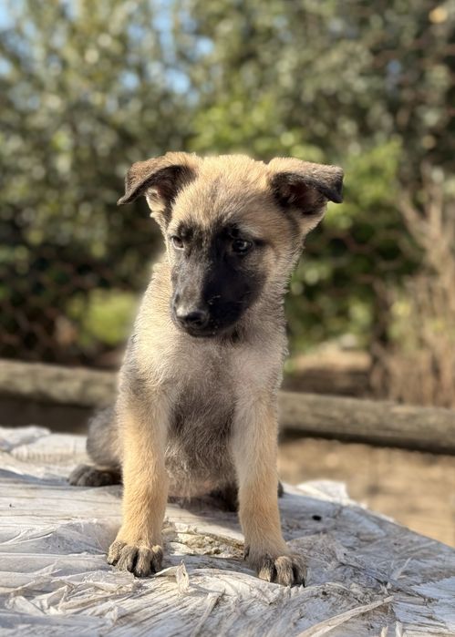 Pastor belga malinois