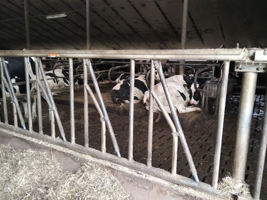 Agrafki przegrody stanowiska drabiny paszowe