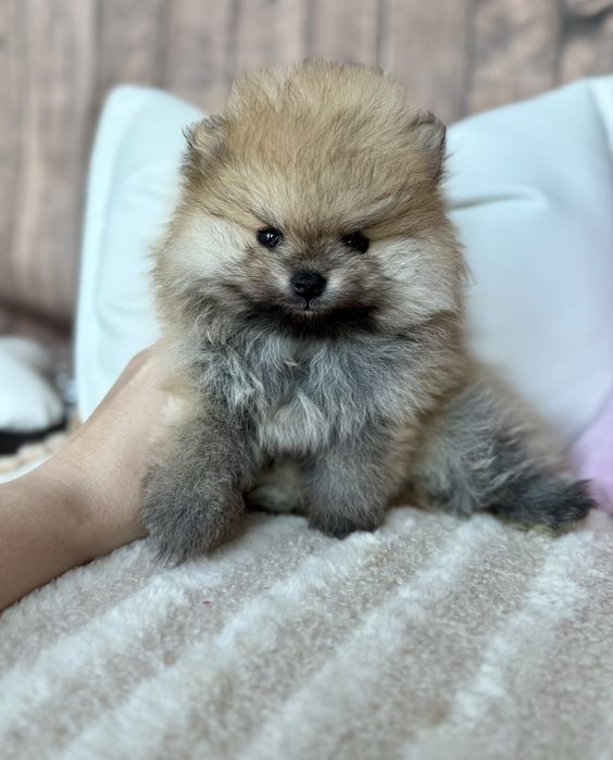 Pomeranian śliczna mini laleczka miś bo