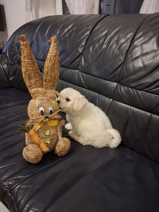 Bichon Frise piesek